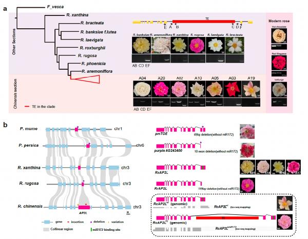 园林与林学院青年教师张晓妮在Nature Genetics发文绘制首个月季泛基因组图谱
