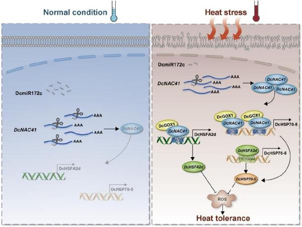 园林与林学院万雪丽课题组在Plant Physiology发表文章揭示miRNA-转录因子模块调控香石竹耐热新机制